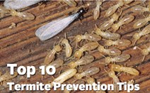 Top 10 Termite Tips