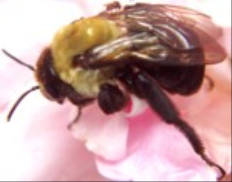 Good Bugs vs Bad Bugs