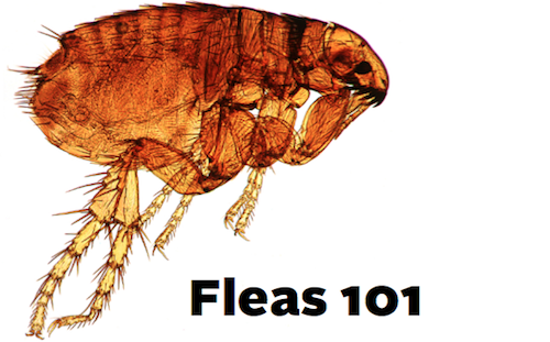 Flea Tips and Treatment