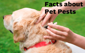 Summer Pets