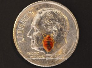 Identify Bed Bugs