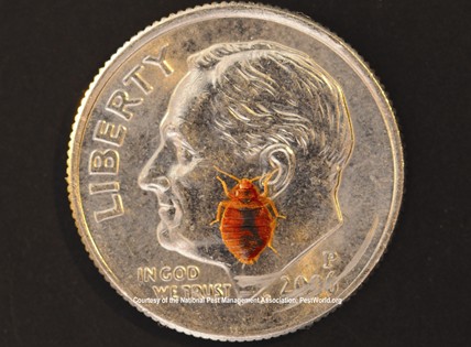 Identify Bed Bugs