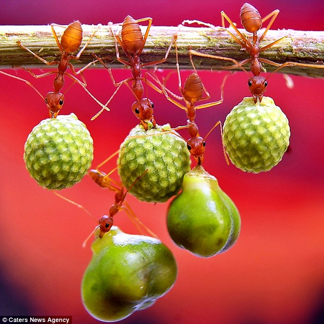 Fun Facts About Ants