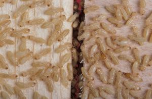 10 Myths About Termites