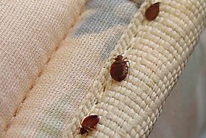 Myths About Bed Bugs