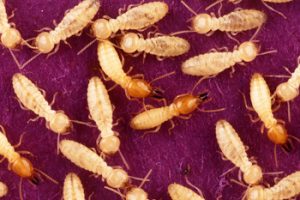 History of Termites