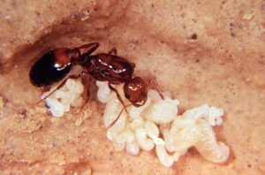 411 on Fire Ants