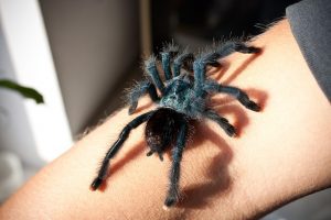 Creepy-Crawly Pest Phobias