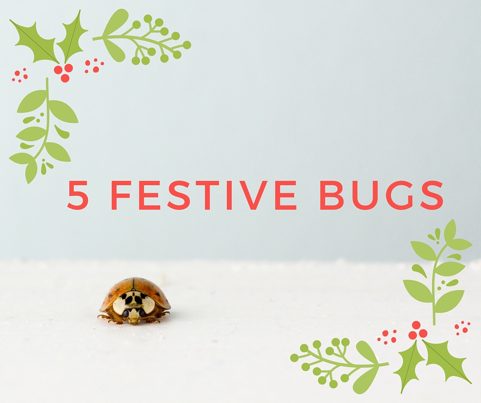 5 Festive Bugs