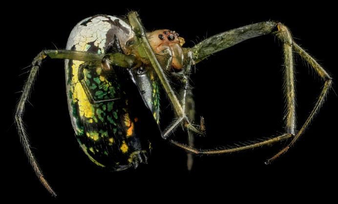 surprising bugs found in arkansas