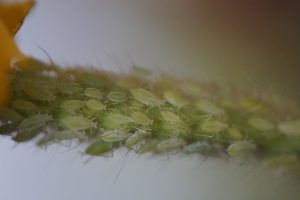 Lice