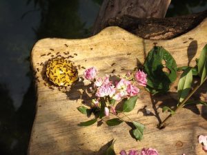 Home for Bugs