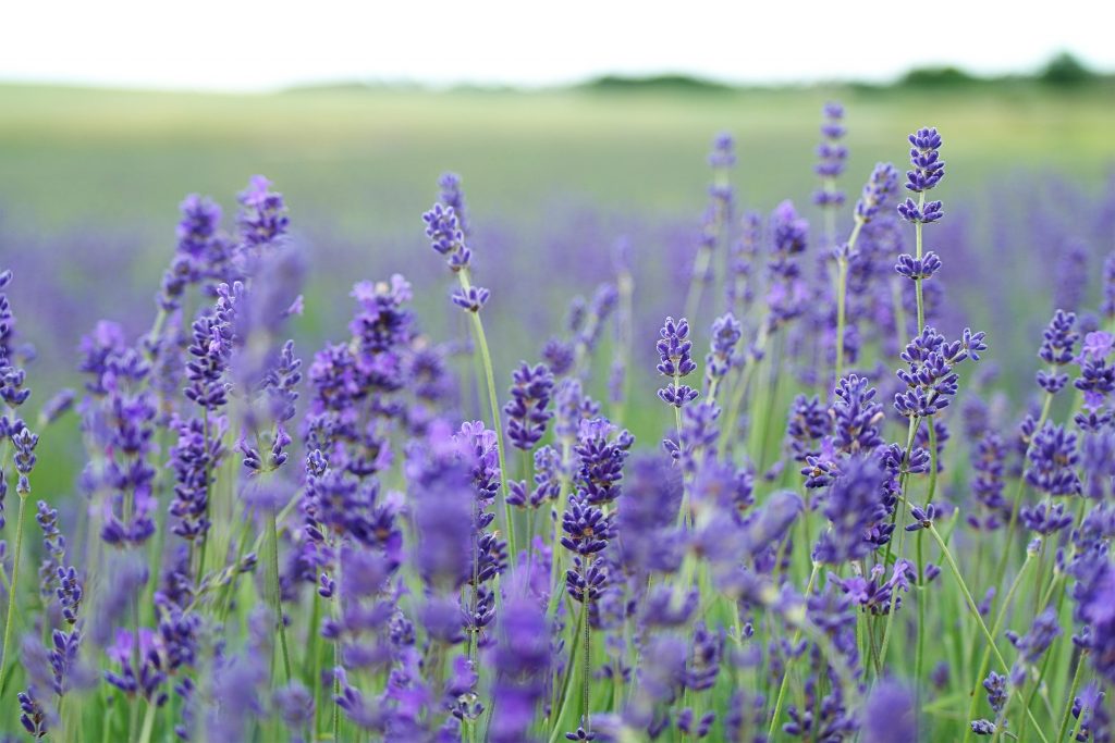 Lavendar