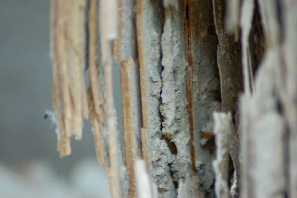 Pest Control Doesn't Work