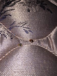 Bed Bug Bites