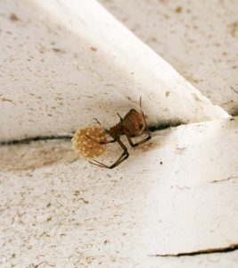 creepiest crawlers