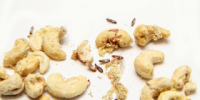 3 Pantry Pests