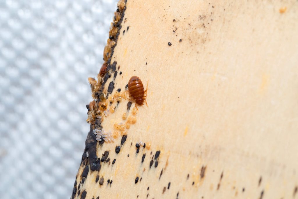 mild bed bug infestation