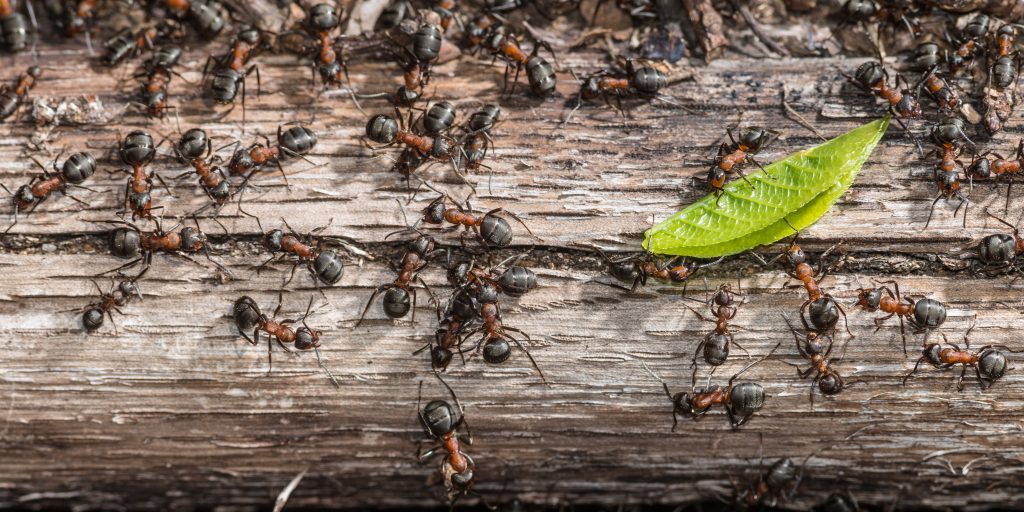 ants in Arkansas