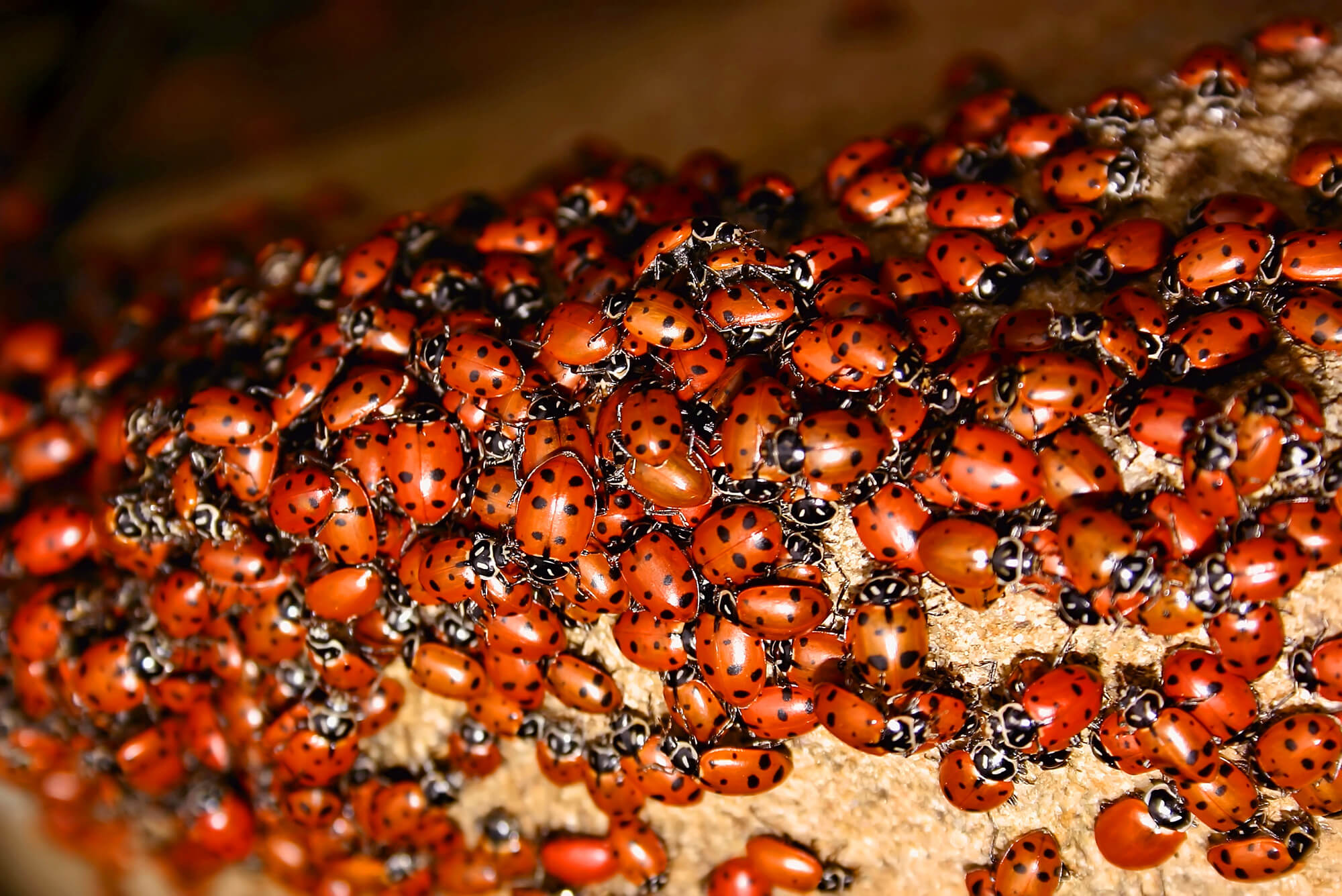 Ladybugs - Clark ExterminatingClark Exterminating